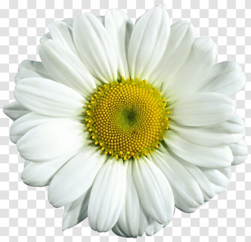 Common Daisy Download Clip Art - Thumbnail - Daisies Transparent PNG