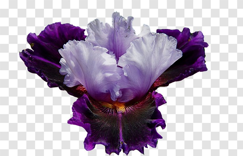 Northern Blue Flag Violet Flower Plant Iris Croatica Transparent PNG
