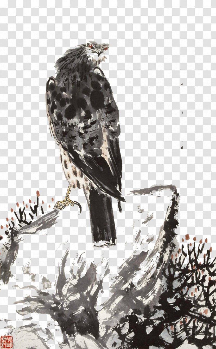 Bald Eagle Hawk Vulture - Falcon Transparent PNG