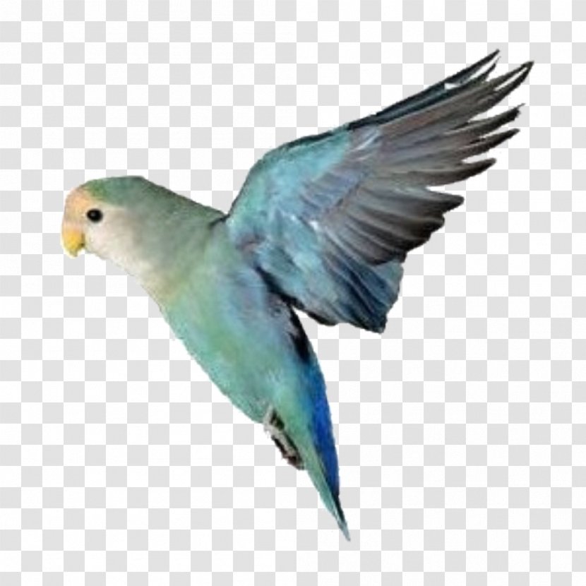 Rosy-faced Lovebird Parrot Yellow-collared Budgerigar - Pet Transparent PNG