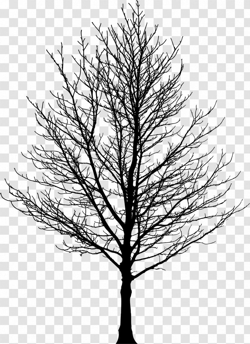 Tree Forest Sugar Maple Drawing Clip Art - Larch - Silhouette Transparent PNG