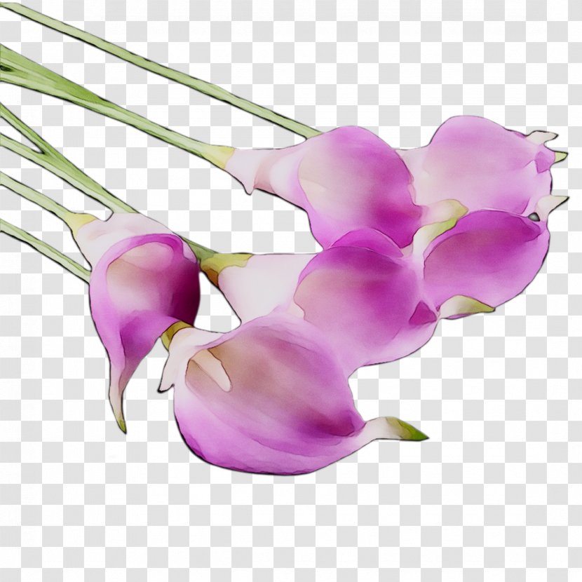 Moth Orchids Cut Flowers Plant Stem Purple - Petal - Impatiens Transparent PNG