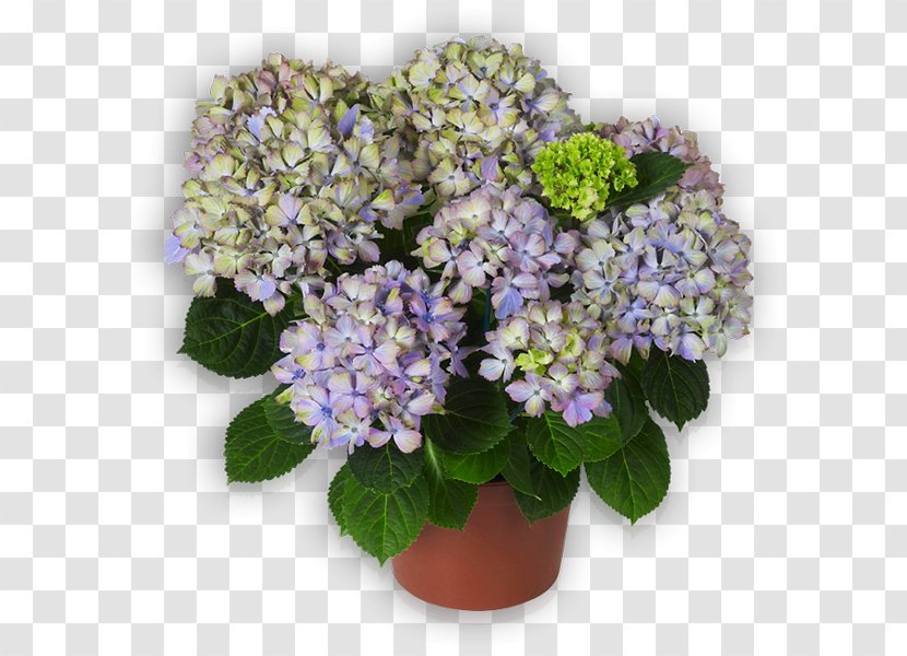Tea Of Heaven Lilac Flowerpot Annual Plant Hydrangea - Flowering Transparent PNG