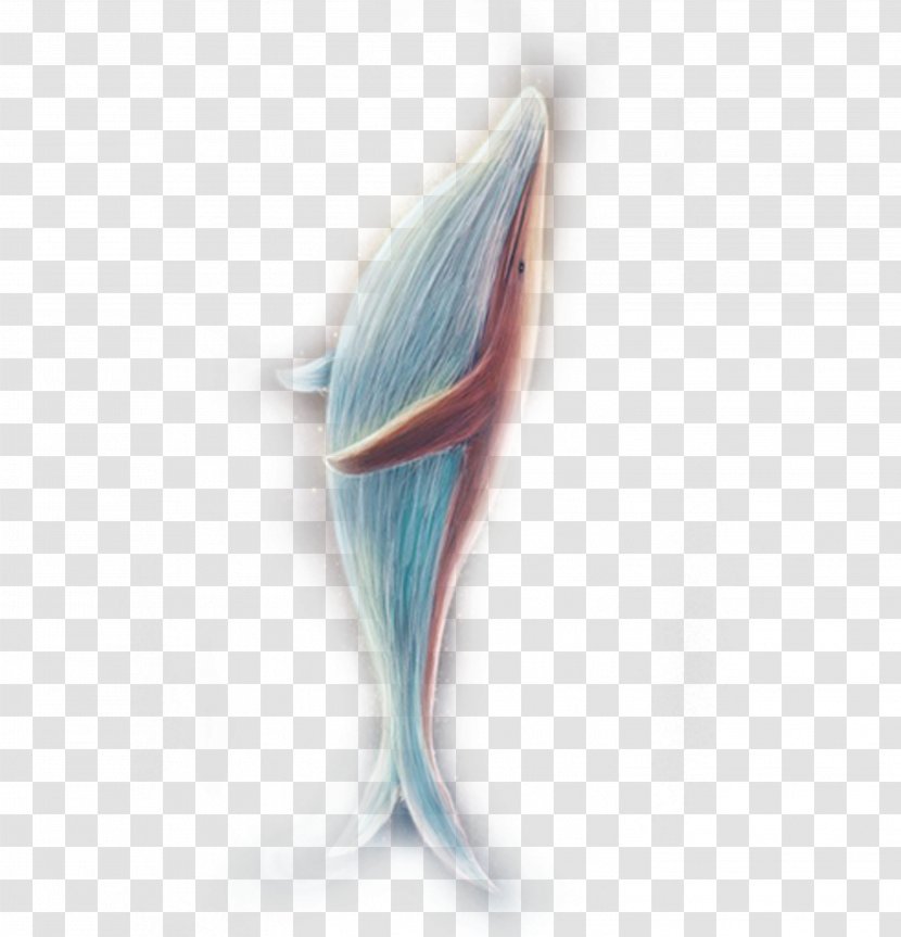 Dolphin Download - Whale - Cute Transparent PNG