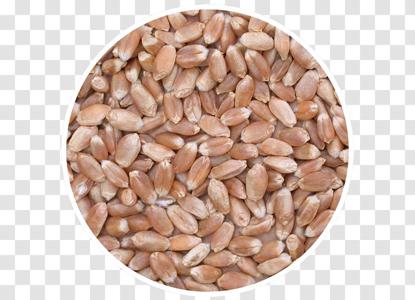 Sprouted Wheat Cereal Canada Seed Whole Grain Transparent PNG