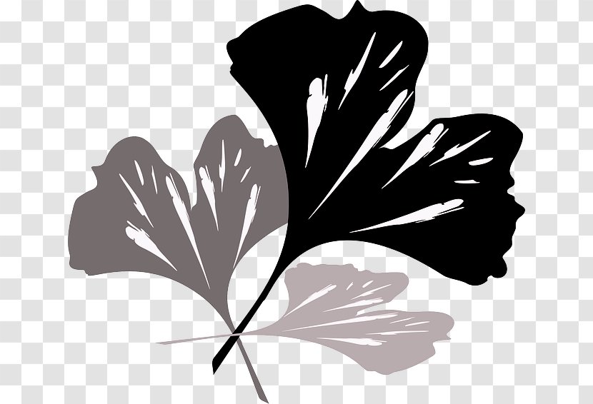 Ginkgo Biloba Tree Plant Petal Leaf Transparent PNG