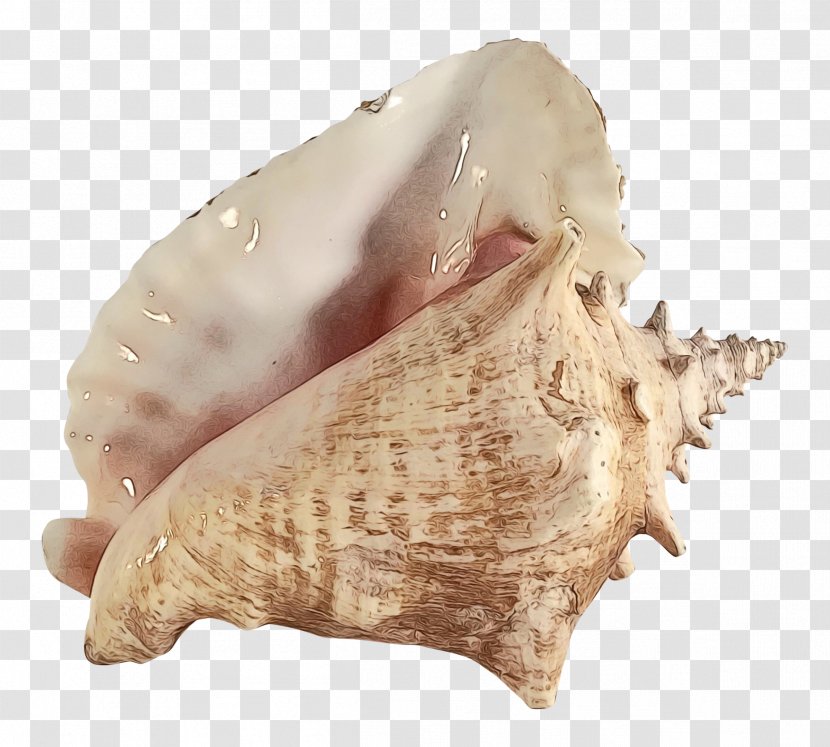 Snail Cartoon - Shankha - Wind Instrument Bivalve Transparent PNG