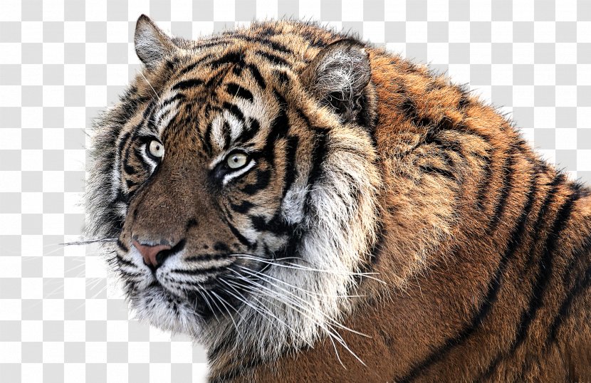 Tiger Image Resolution - Mammal Transparent PNG