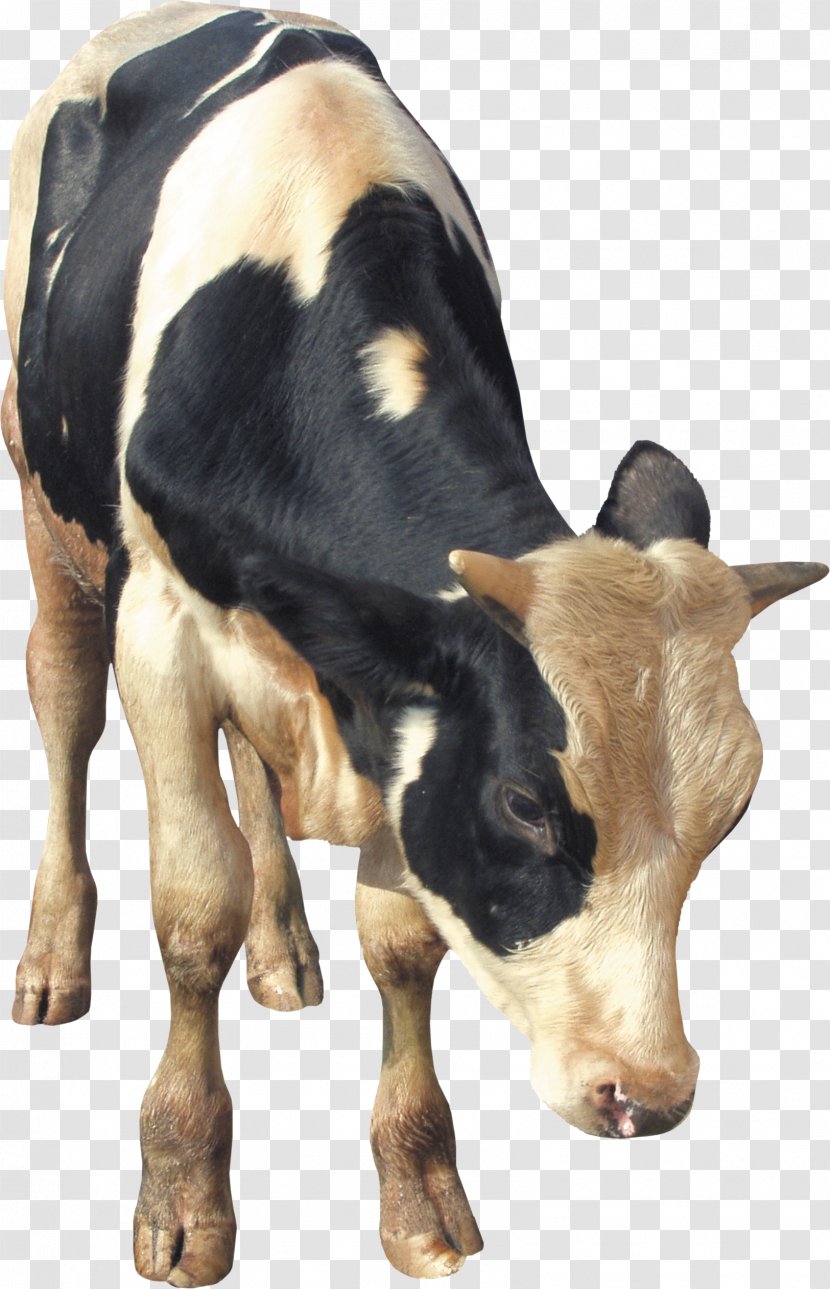 Dairy Cattle Calf Taurine Livestock - Cow Goat Family Transparent PNG