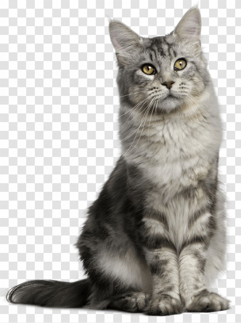 Pet Sitting Feral Cat Dog - Snout Transparent PNG