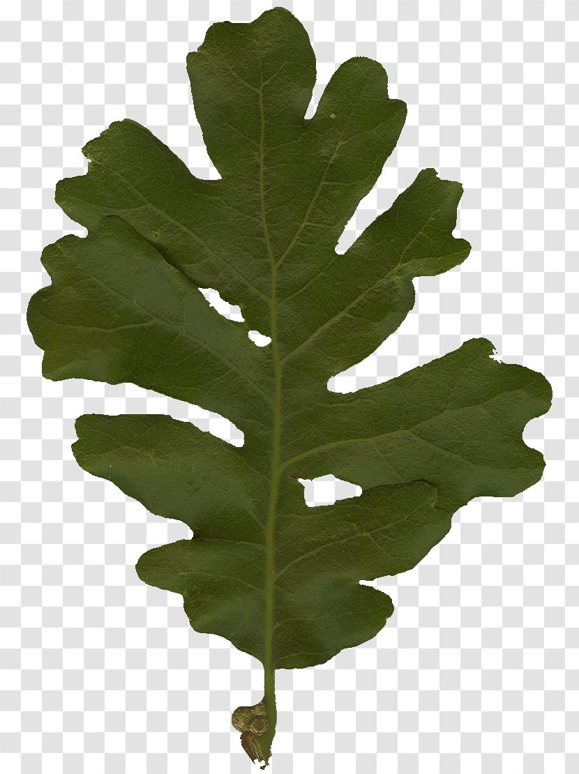 Tree Plant Leaf - Oak Transparent PNG
