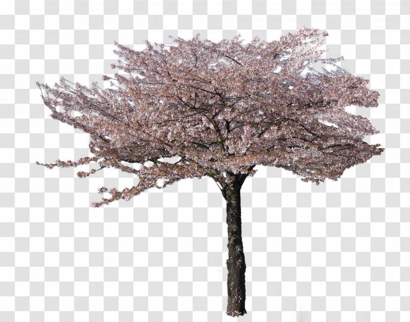 Cherry Blossom Tree Twig Transparent PNG