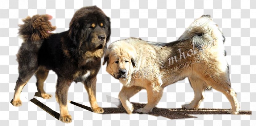 Giant Dog Breed Tibetan Mastiff English Transparent PNG