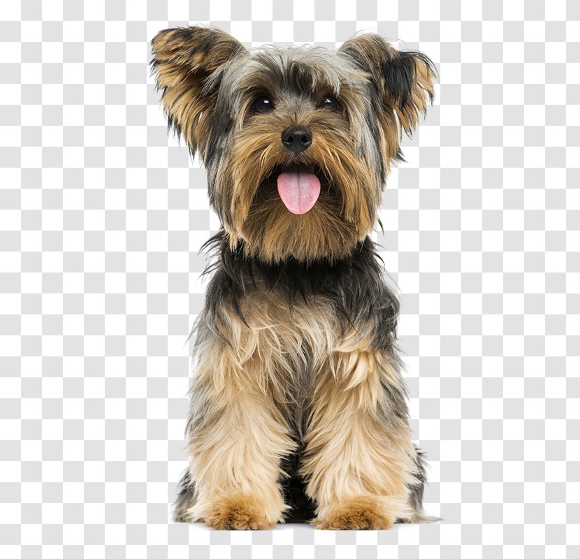 Yorkshire Terrier Yorkipoo Norwich Puppy Airedale - Miniature Schnauzer Transparent PNG