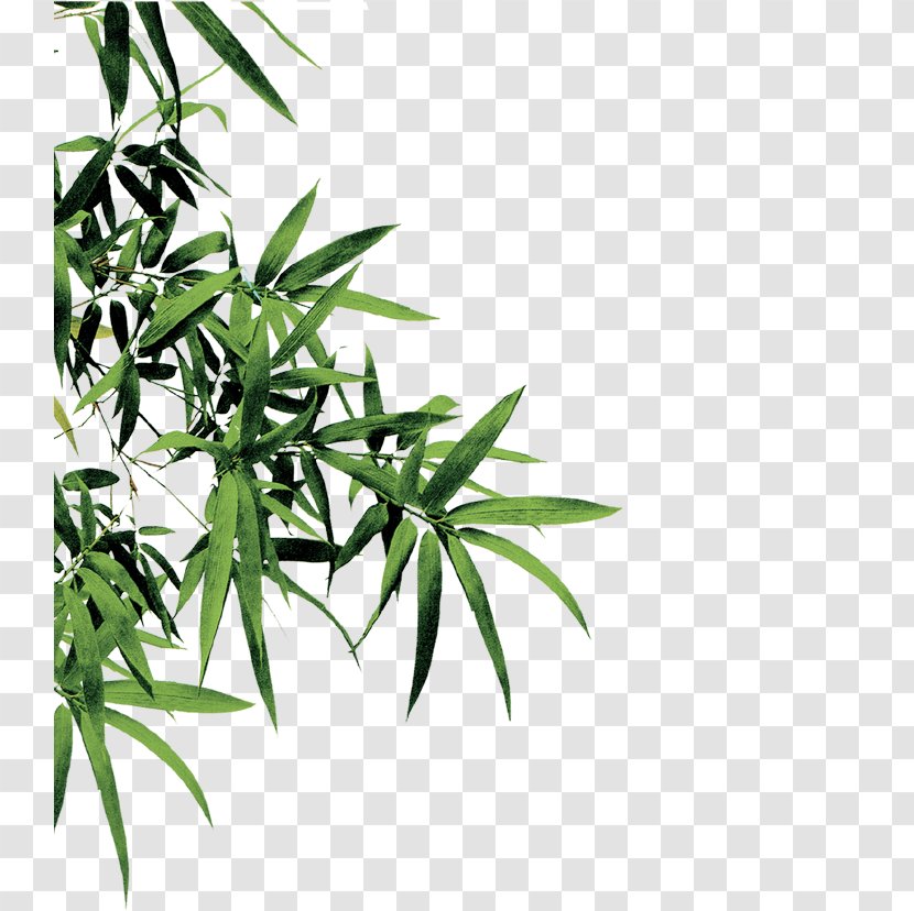 Bamboo Download - Green - Leaves Transparent PNG