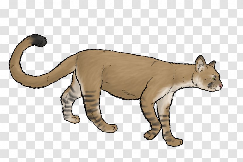 Cougar Felidae Cat Lion Animal - Whiskers - Mothman Transparent PNG