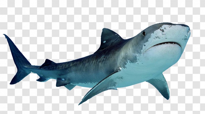 Great White Shark - Cartilaginous Fish - Free Download Transparent PNG