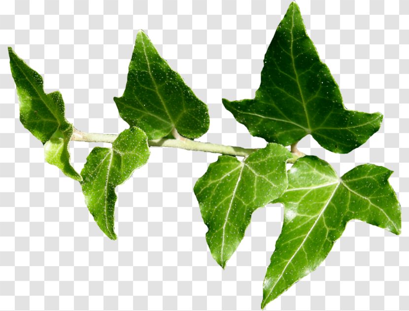 Ivy Plant Leaf - Plane Tree Family Transparent PNG