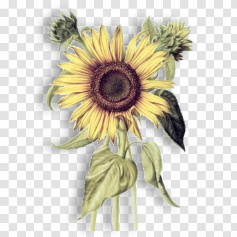 Common Sunflower Botany Botanical Illustration Drawing - Printing Transparent PNG