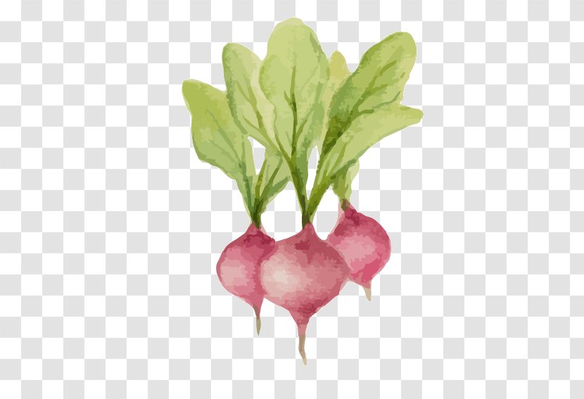 Vegetable Radish - Produce - Free Button Vector Carrot Transparent PNG