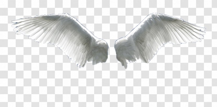 Wing Flight Aile - Monochrome - Angel Wings Transparent PNG