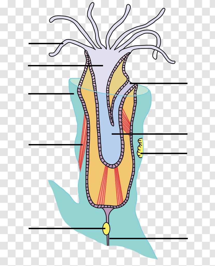 Bryozoa Lophophore Anatomy Organism Biology - Heart - Muscle Transparent PNG