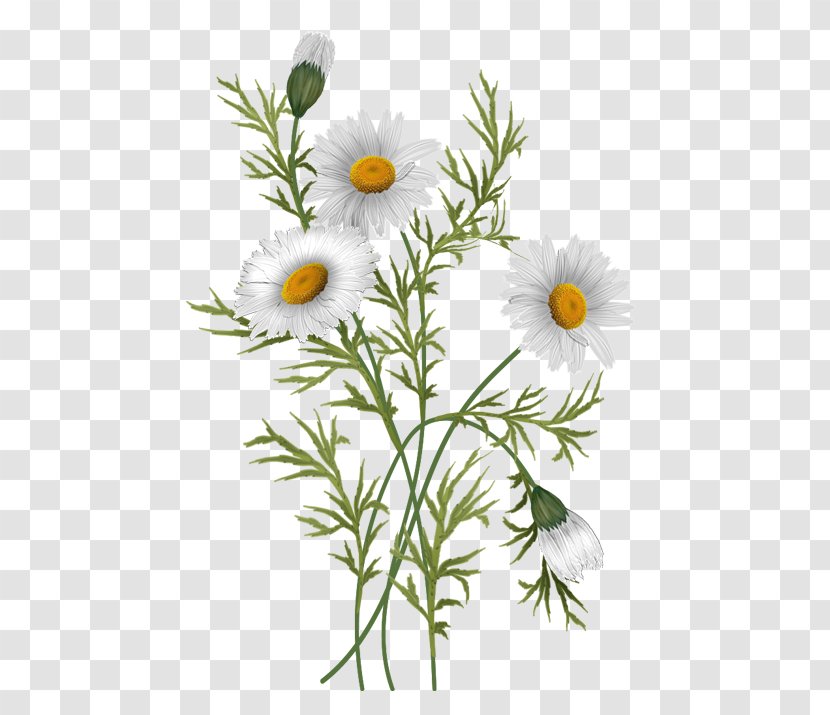 Common Daisy Oxeye Chrysanthemum Flower Family - Plant Stem Transparent PNG