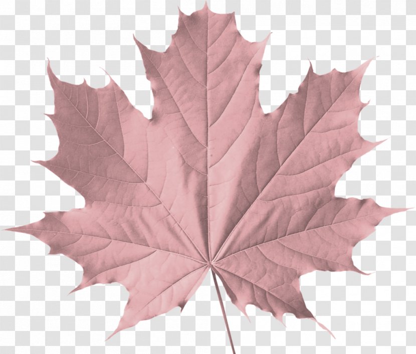 Sugar Maple Leaf Clip Art Autumn Color Transparent PNG