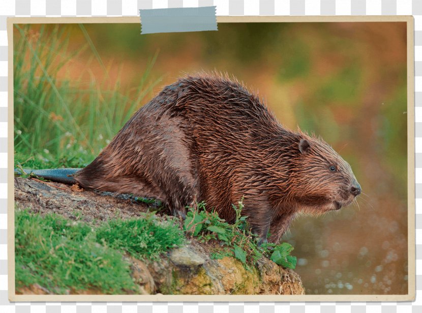 Beaver Muskrat Otter Rodent Coypu - Milk Transparent PNG