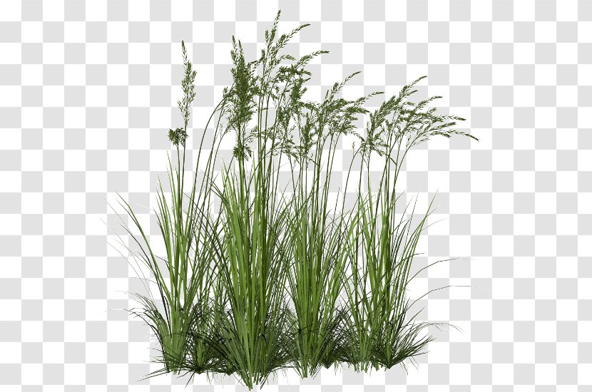 Grasses Aquatic Plants Clip Art - Evergreen Transparent PNG