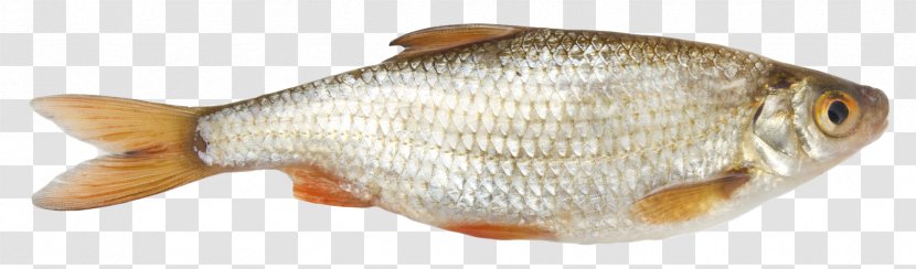 Fish As Food Common Roach Seafood Vobla Transparent PNG
