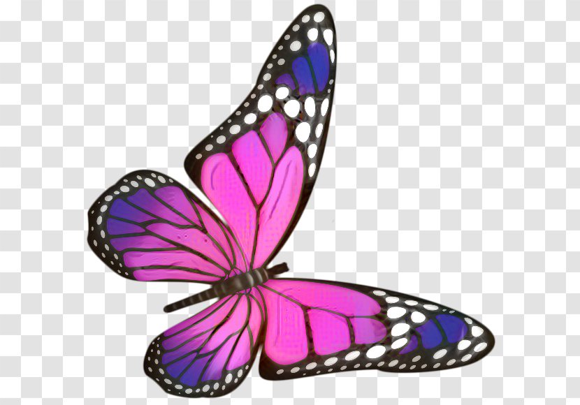 Monarch Butterfly Drawing - Purple - Lycaenid Magenta Transparent PNG