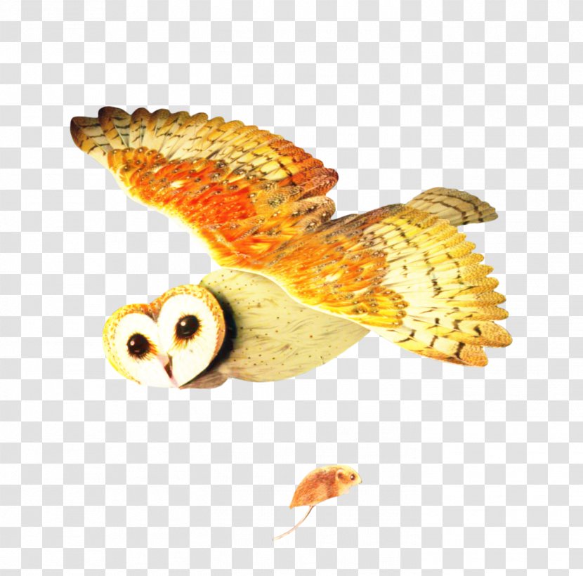 Owl Cartoon - Bird Of Prey Transparent PNG