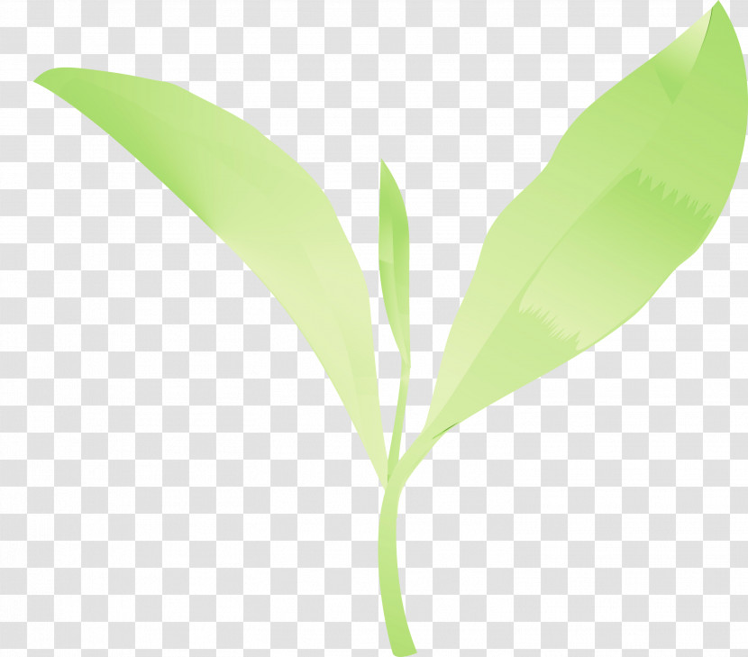 Leaf Flower Lily Of The Valley Plant Plant Stem Transparent PNG