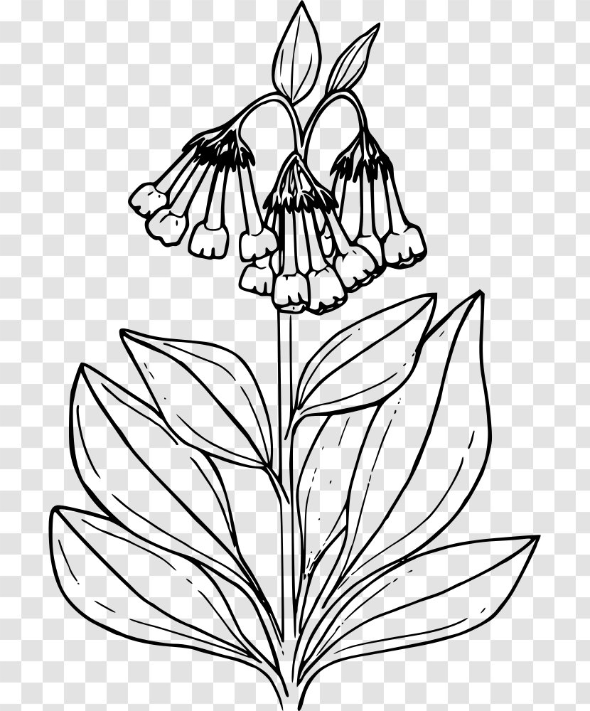 Coloring Book Common Bluebell Drawing Clip Art - Wing - Plant Transparent PNG