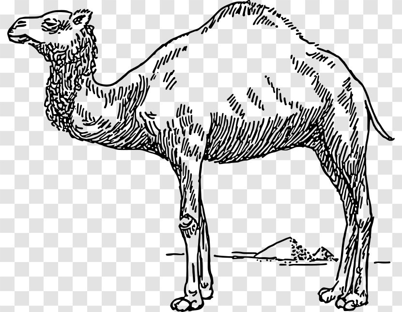 Dromedary Bactrian Camel Clip Art - Pack Animal - Hairy Vector Transparent PNG