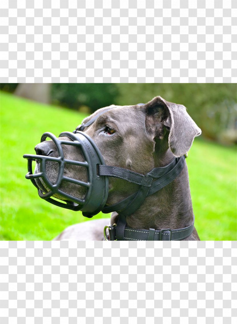 Dog Breed Cane Corso Collar Snout - Welfare Transparent PNG