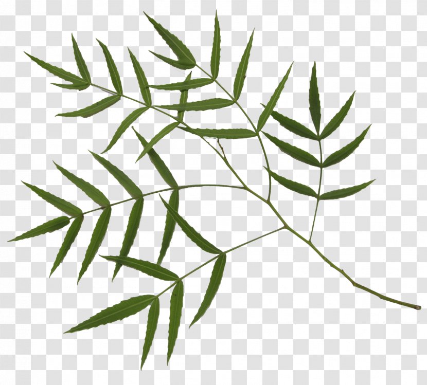 Bamboo Plant Stem Leaf Author - Line Art - Branch Transparent PNG