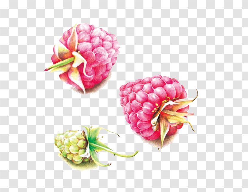Colored Pencil Auglis Raspberry - Floral Design Transparent PNG