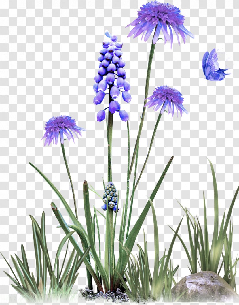 Flower Plant Grass Family Herbaceous - Perennial Bellflower Transparent PNG