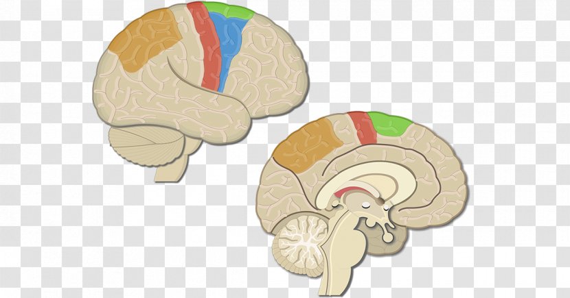 Brain Primary Motor Cortex Premotor Posterior Parietal - Tree Transparent PNG