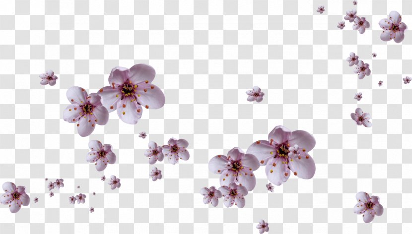 Flower Petal - Lilac - Bowknot Transparent PNG