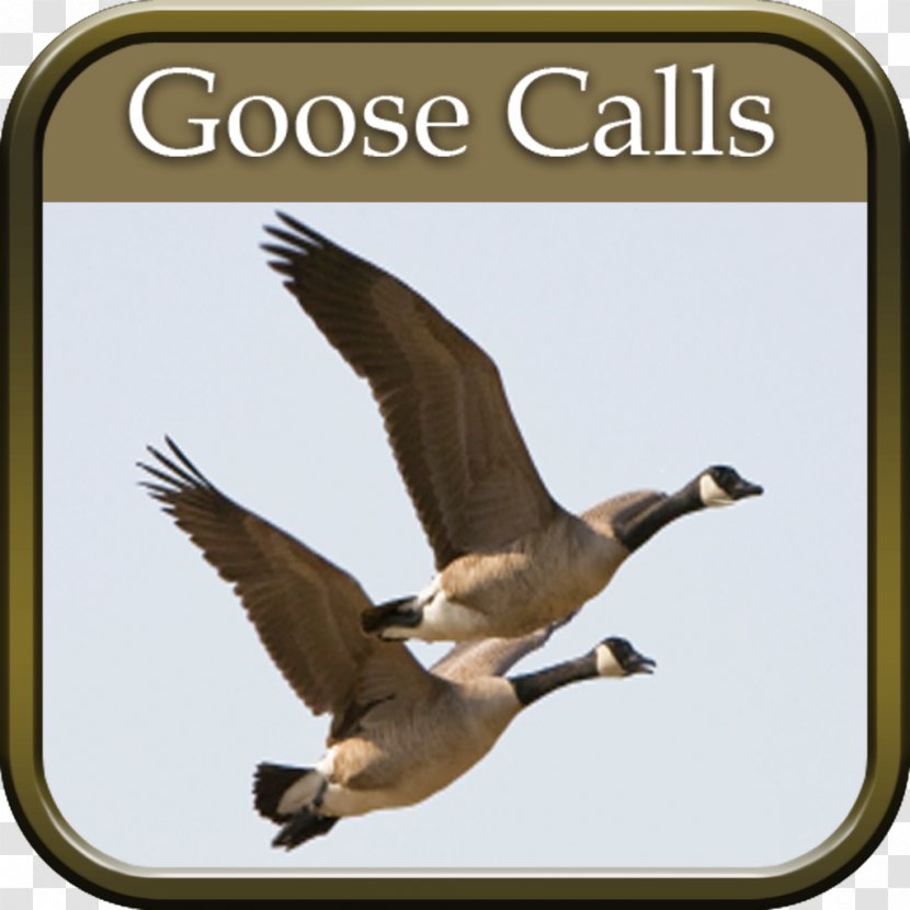 Duck Goose Waterfowl Hunting Outfitter - Mallard - Wild Geese Fly Transparent PNG
