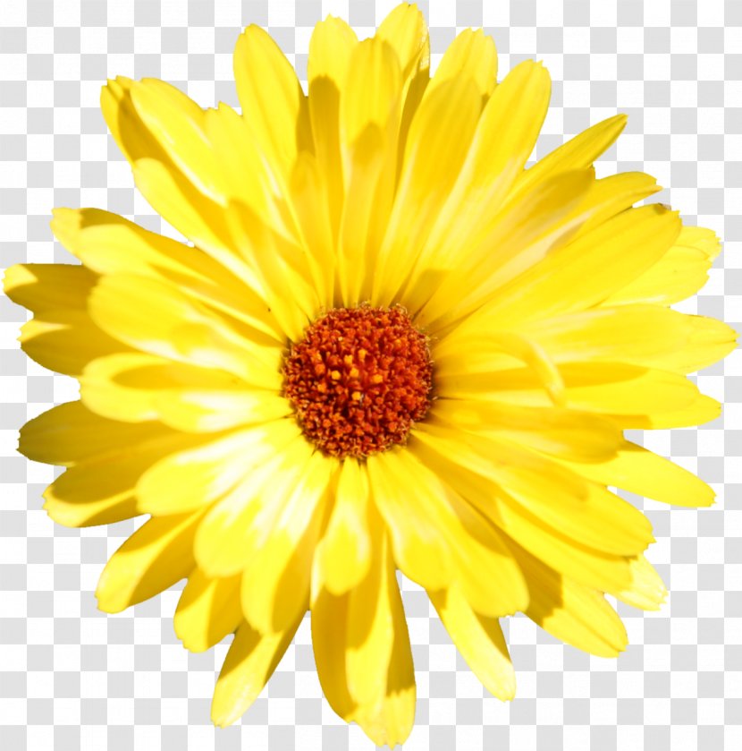Gerbera Jamesonii Edible Flower Common Daisy Stock Photography Transparent PNG
