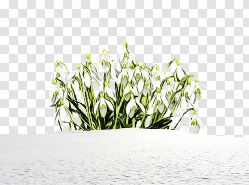 Plant Grass Flower Snowdrop Family - Stem Galanthus Transparent PNG