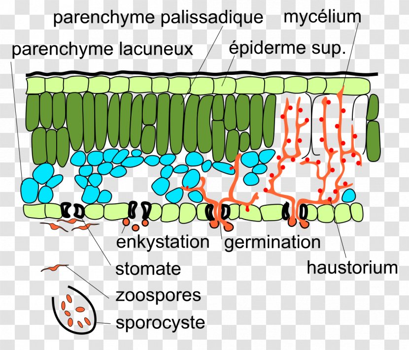 Plasmopara Viticola Downy Mildew Hypha Zoospore Senescence - Diagram - Germination Transparent PNG