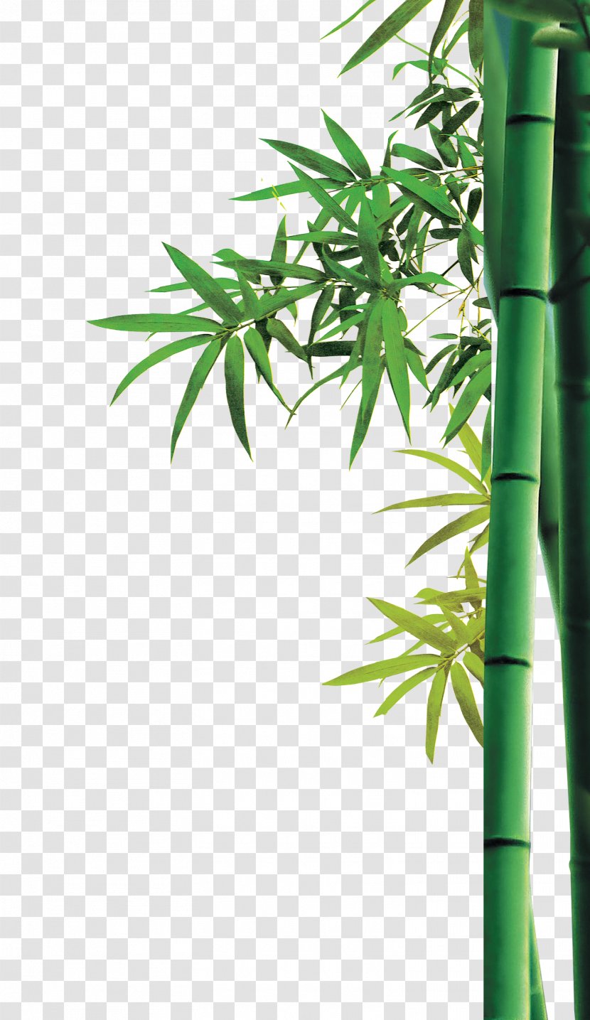 Bamboo Bambusa Oldhamii Green - Information Transparent PNG