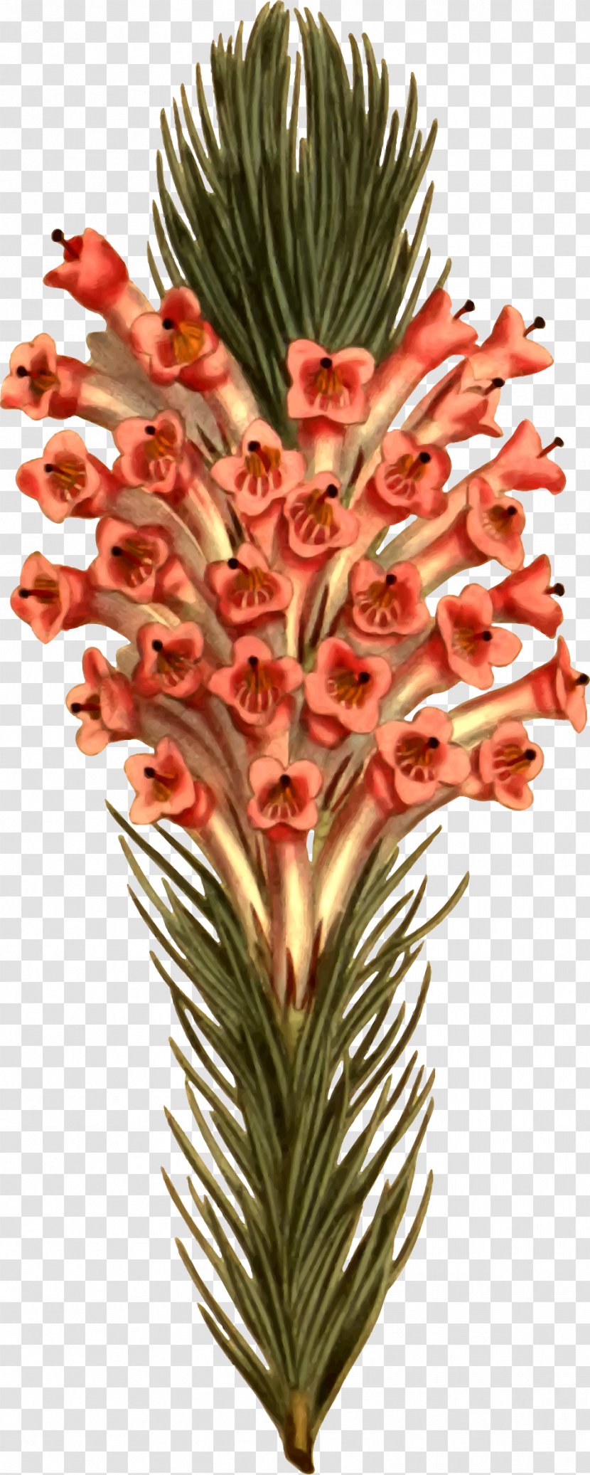 Cut Flowers Flowerpot Plant Stem - Heath Transparent PNG