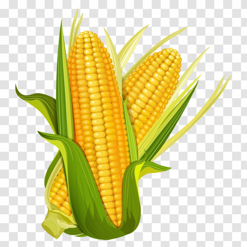 Maize Ear Corncob Popcorn - Corn Transparent PNG