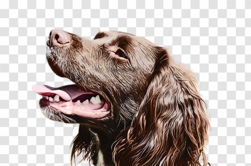 Dog Breed Cocker Spaniel Boykin - Sporting Group Transparent PNG